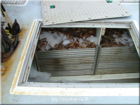 iced snow crab in boat