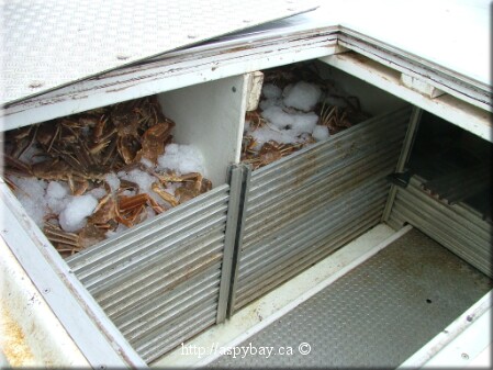 iced snow crab in boat