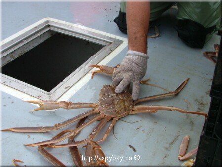 large male snow crab