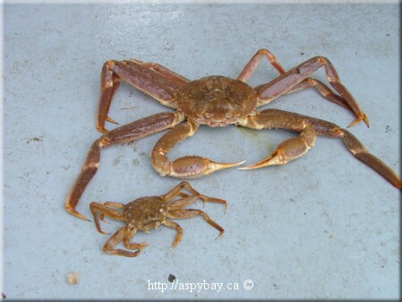 male and female snow crab