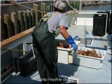 lifting boxes of snow crab off the Wendy Helen