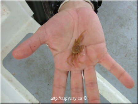 tiny snow crab