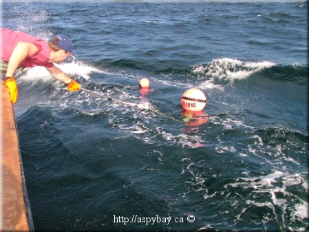 gaffing the buoy