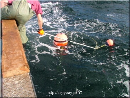 Rope attached to buoy is gaffed