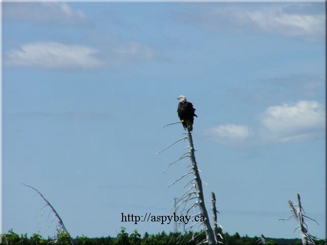 eagle2.jpg