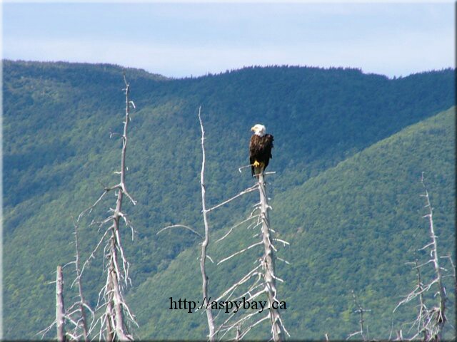 eagle4.jpg